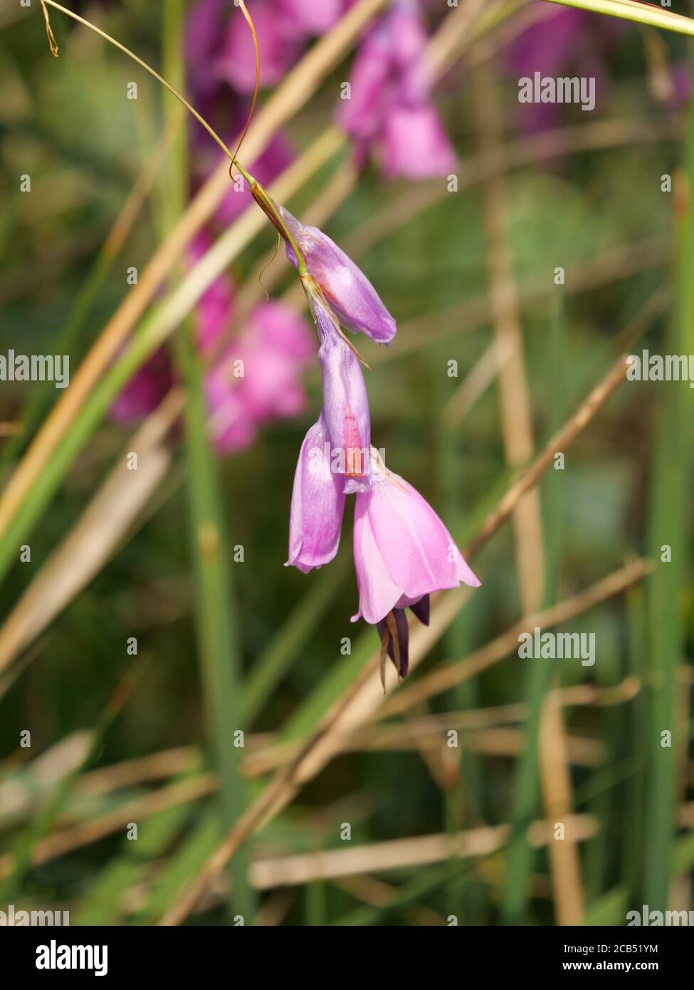Vertical shot of dierama pulcherrimum in the field Stock Photo