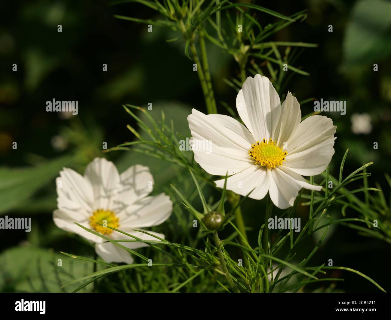 Macro shot of white cosmos bipinnatus flowers Stock Photo - Alamy