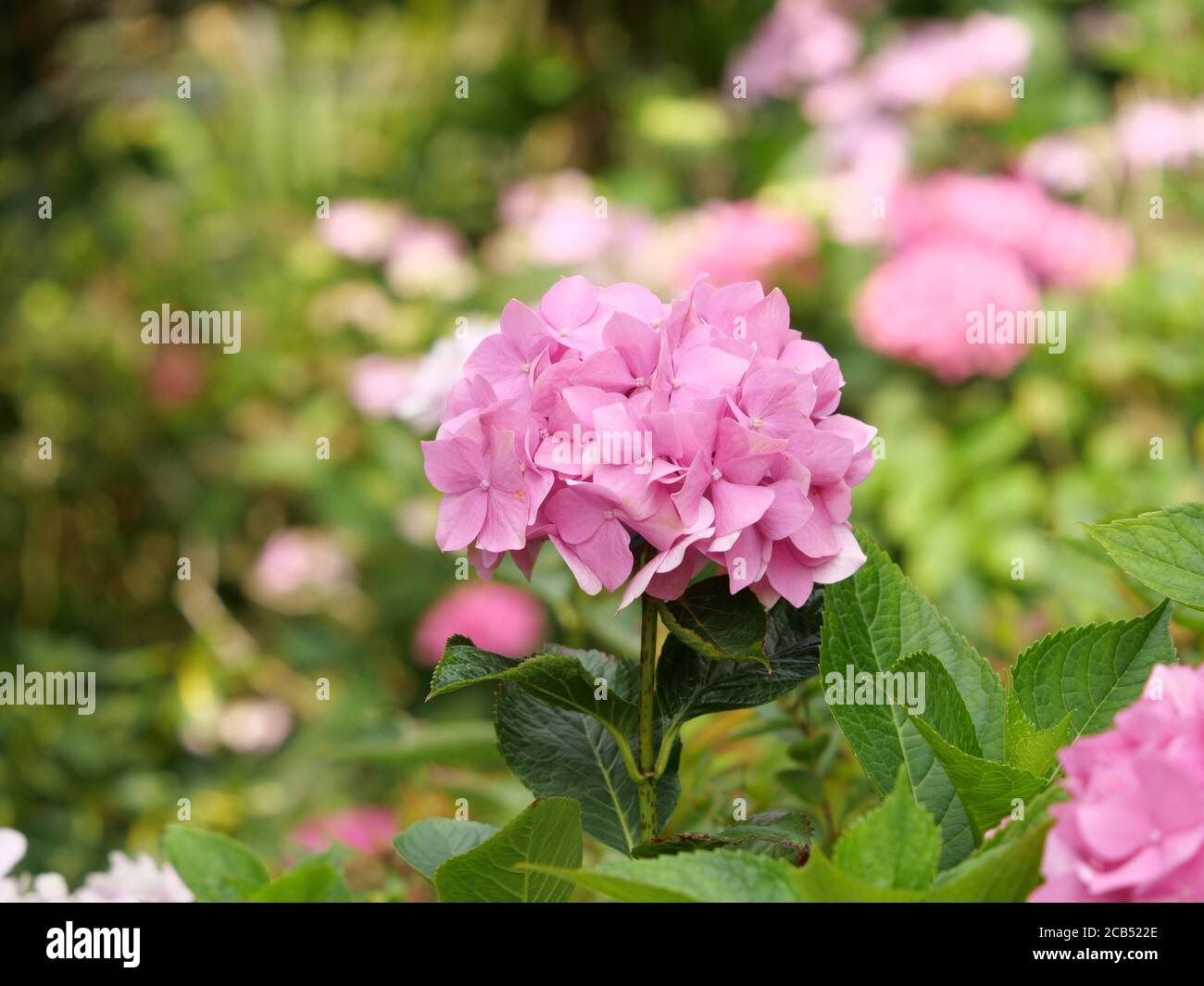 Closeup of Hydrangea Paniculata flowers in a garden captured during the ...