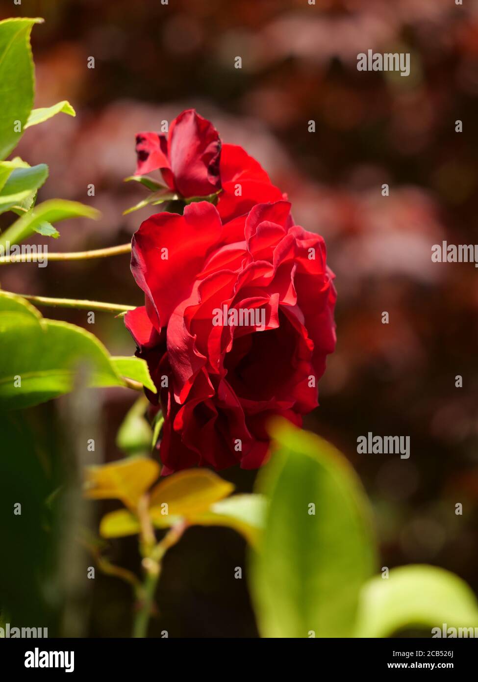 Red Roses Vertical Vertical closeup bright sunlight hi-res stock photography and images ...