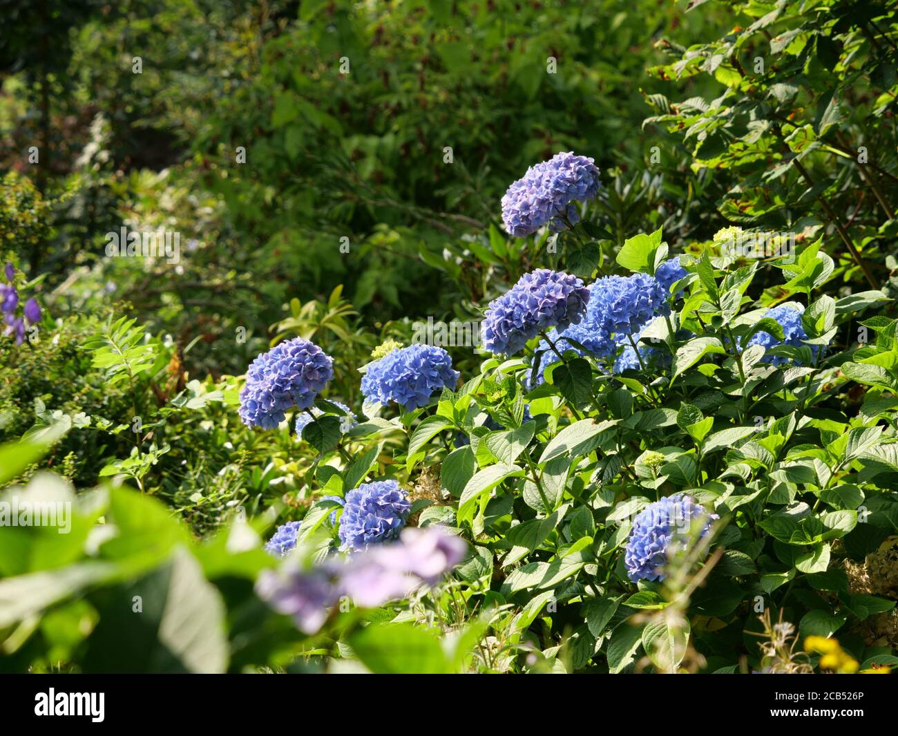 Closeup of Hydrangea Paniculata flowers in a garden captured during the ...