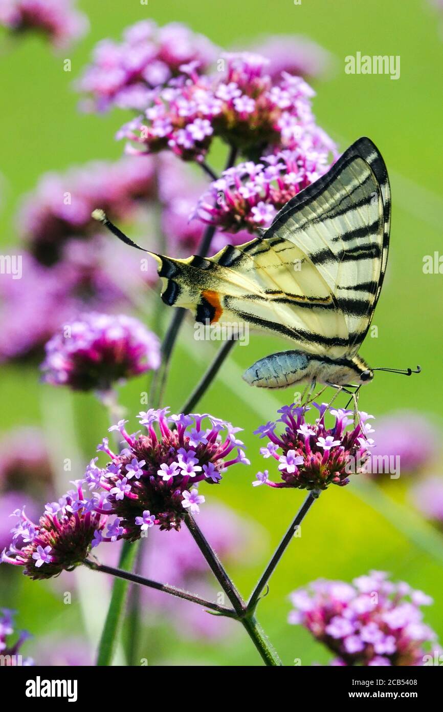 Blooming flowers Purple Verbena bonariensis Scarce Swallowtail Butterfly Stock Photo