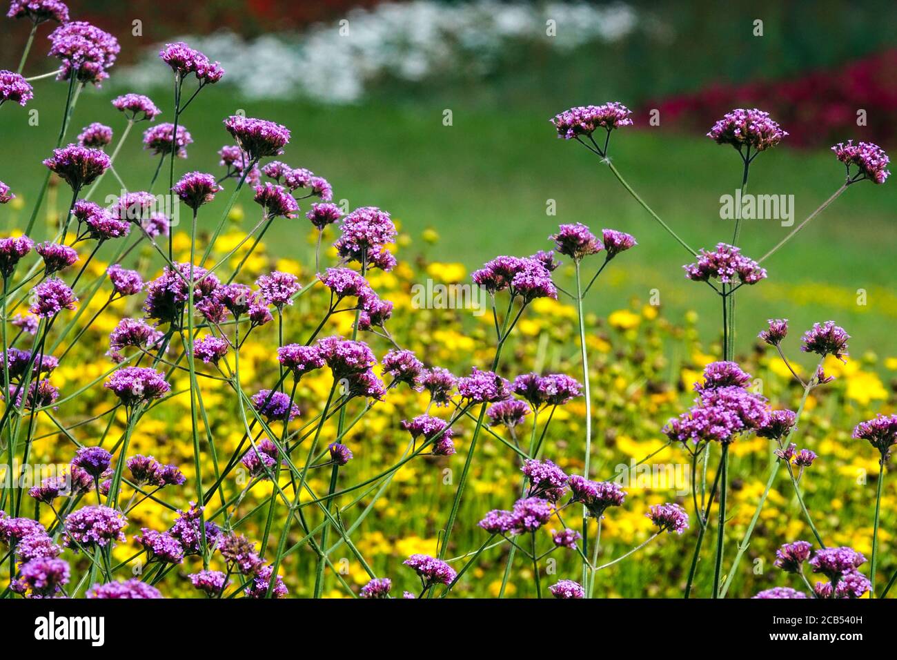 Purple top Verbena bonariensis perennial flowerbed Stock Photo