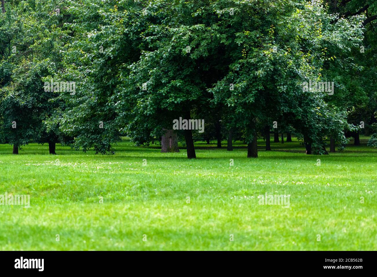 green trees and grass in summer park Stock Photo