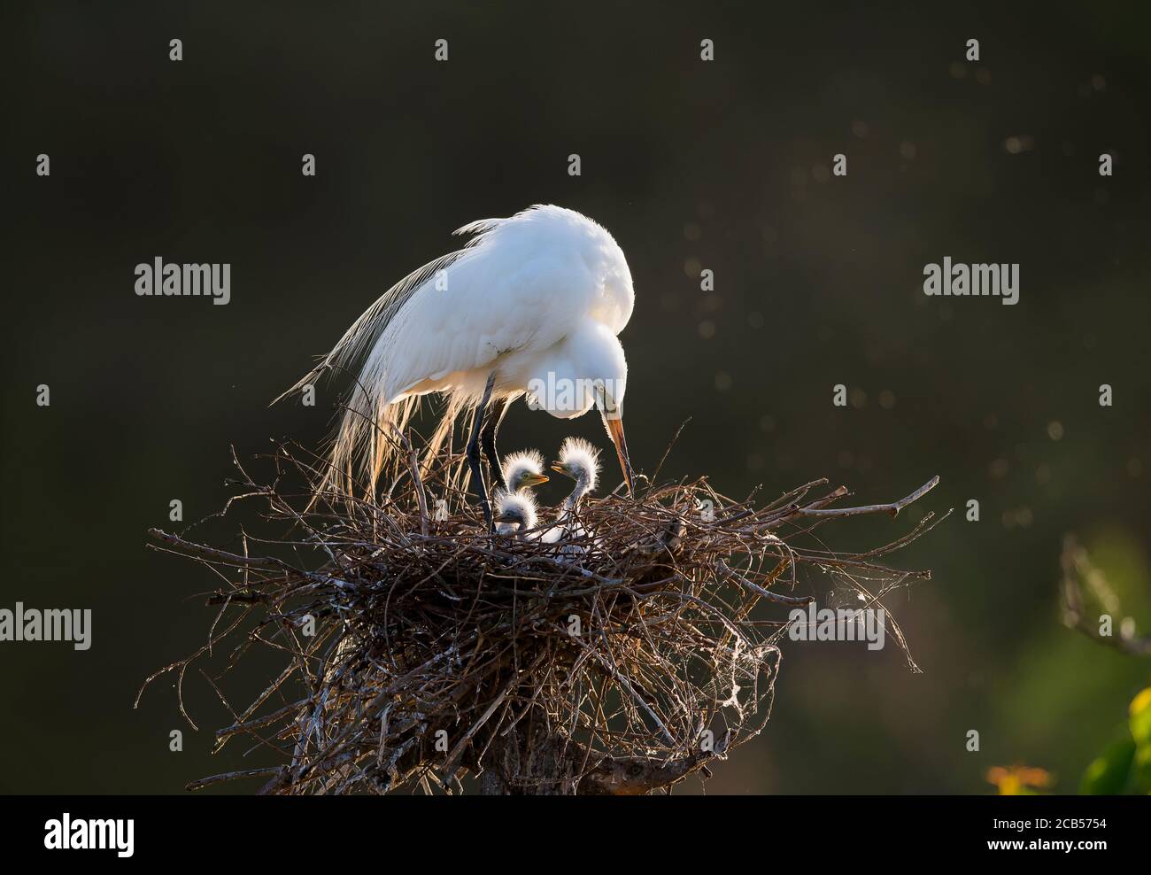 High island rookery hi-res stock photography and images - Alamy