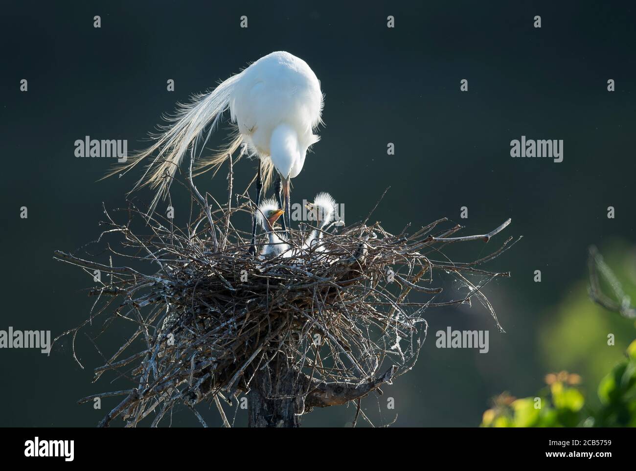 High island rookery hi-res stock photography and images - Alamy