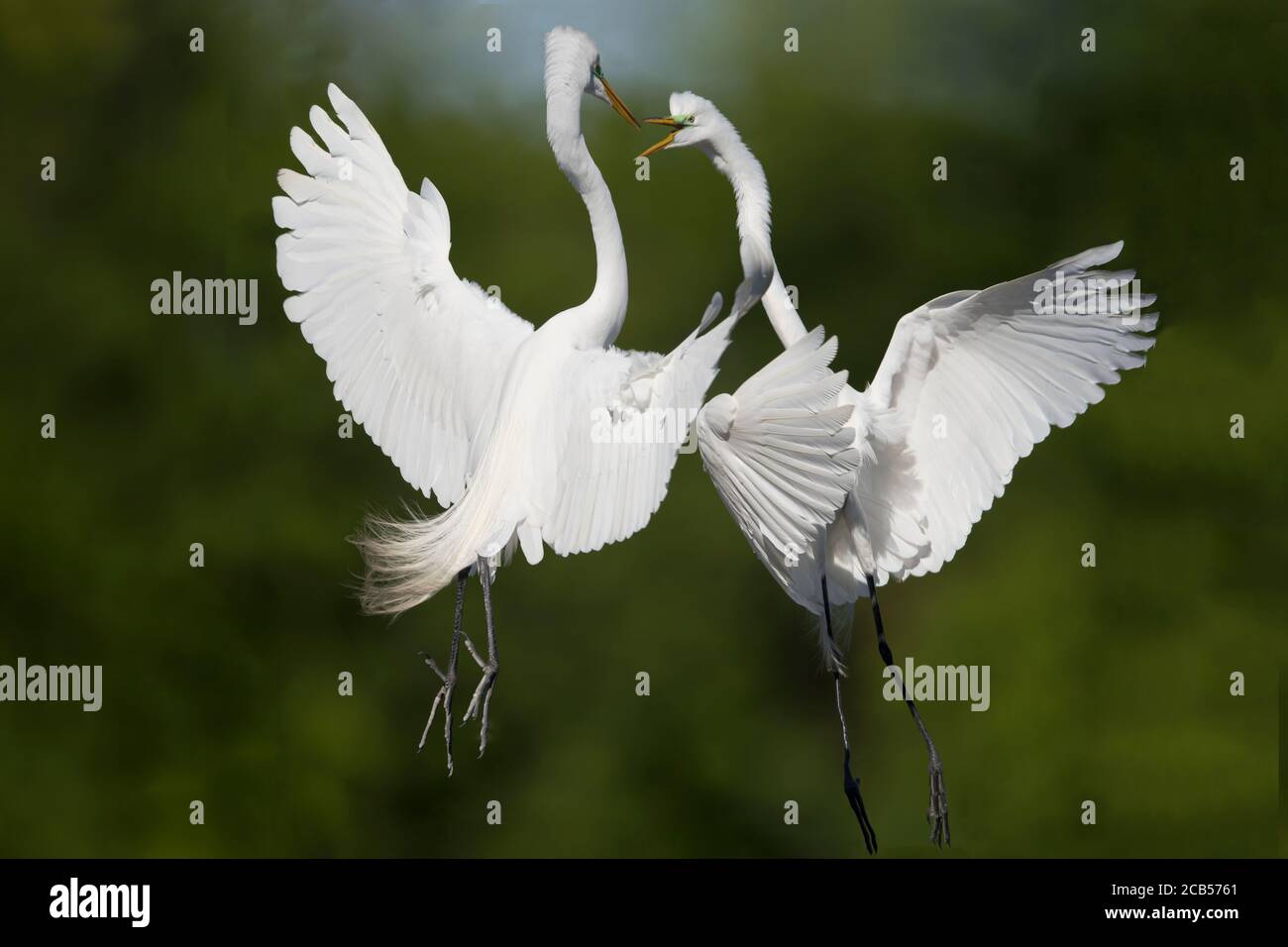 High island rookery hi-res stock photography and images - Alamy
