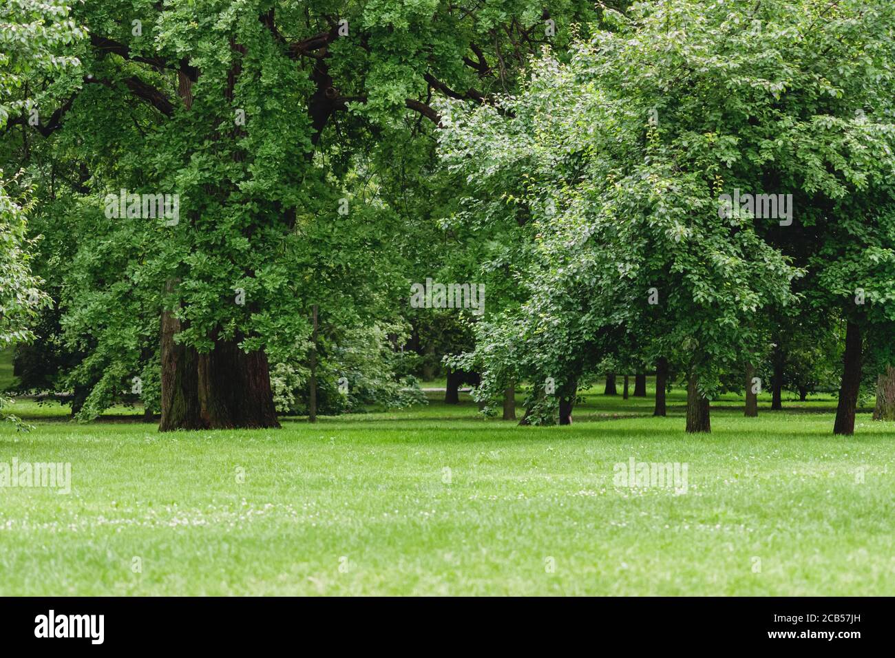 green glade with deciduous trees in summer city park Stock Photo