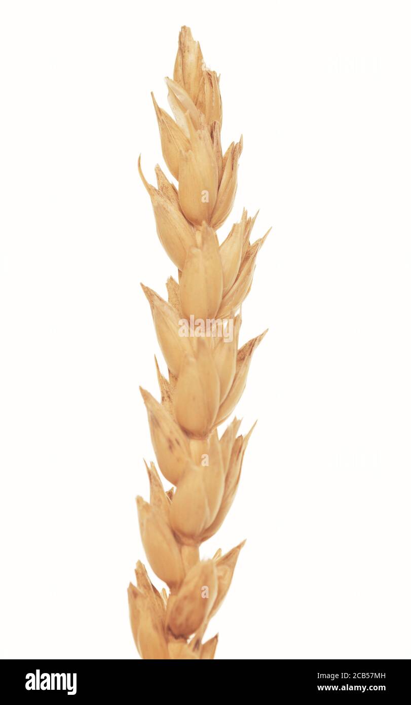 Wheat ear isolated on white background Stock Photo