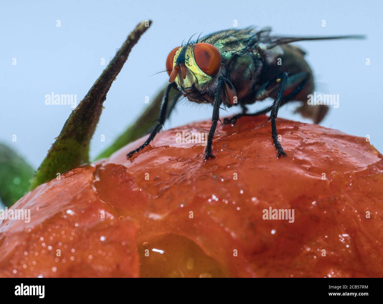 Tomato fruit fly hires stock photography and images Alamy