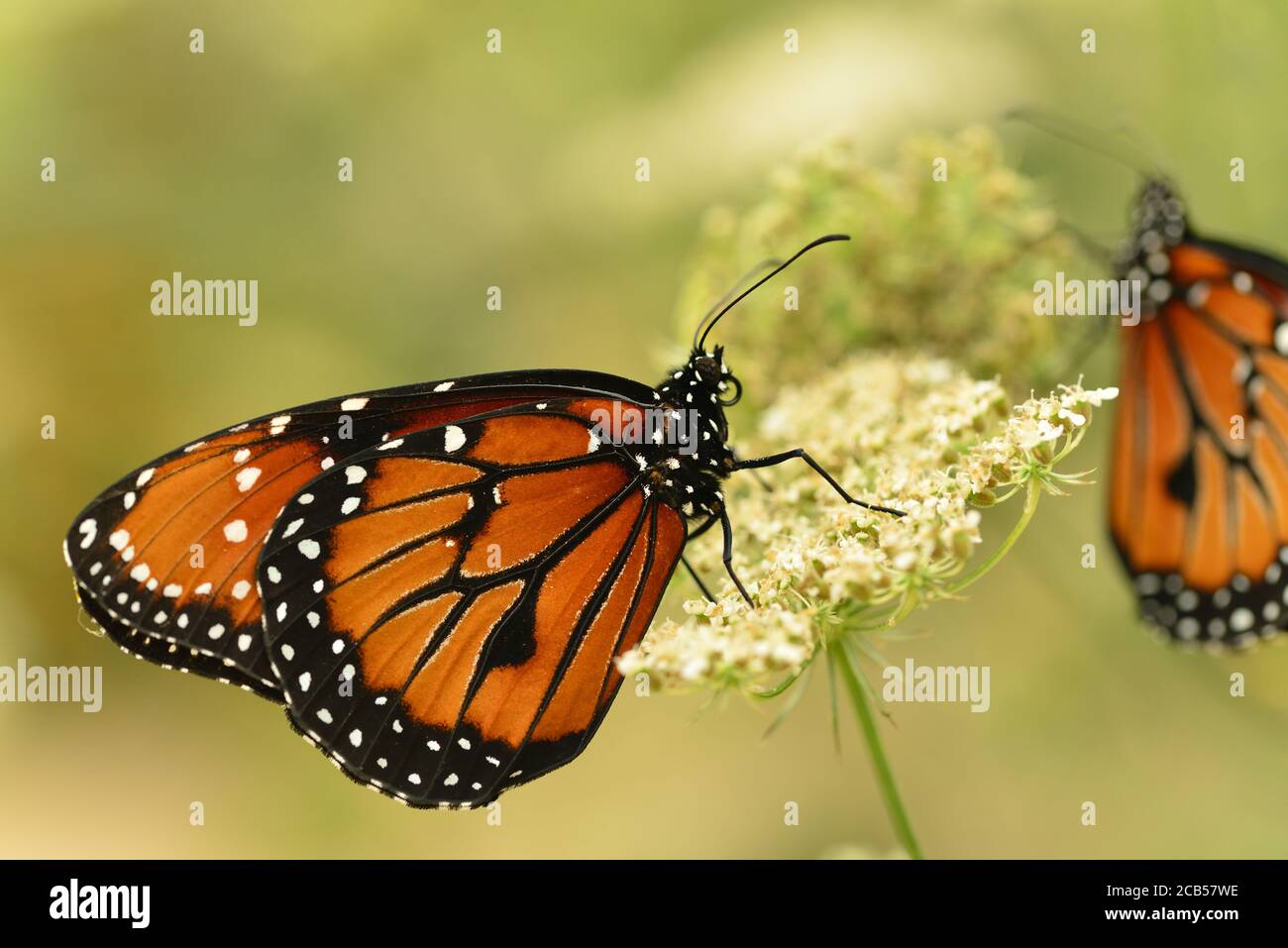 Queen Monarch Butterfly Stock Photo Alamy