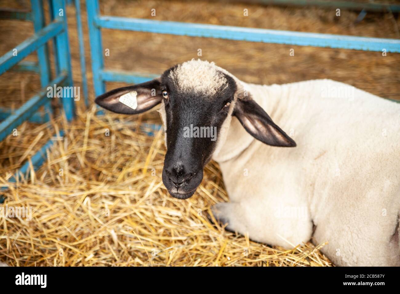 A white ship with the black muzzle is laying on the hay during the Goshen Fair on Labor Day. Stock Photo
