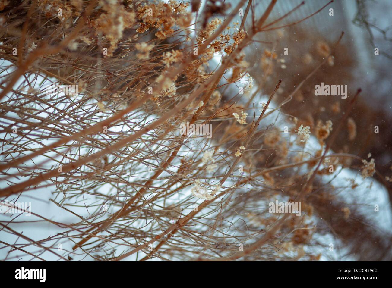 Close up tall dry grass hi-res stock photography and images - Alamy