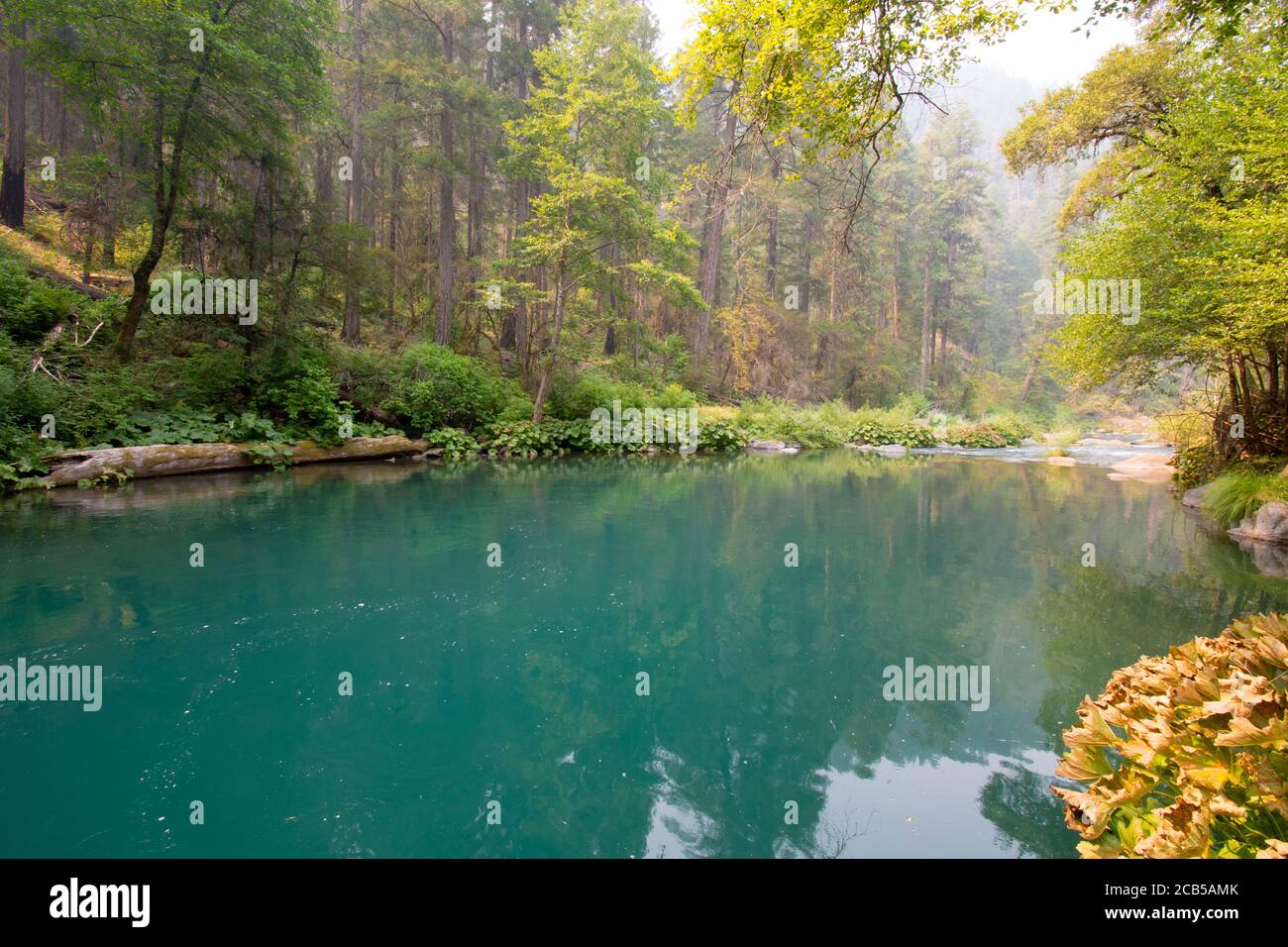Blue water ponds in river with green forest vegetation on the sides of ...