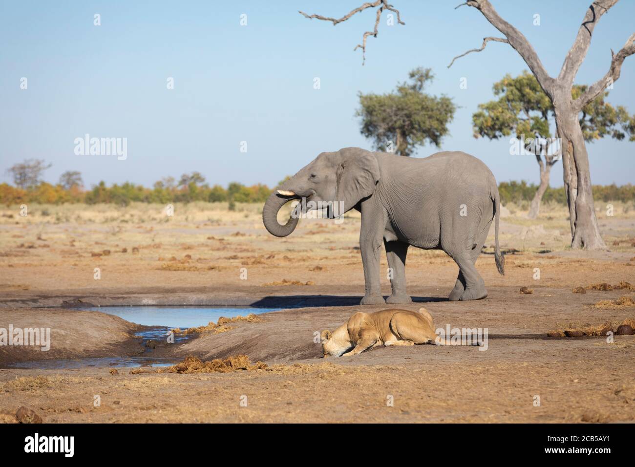 Elephant and female lion drinking water from a waterhole in Chobe National Park in Botswana Stock Photo