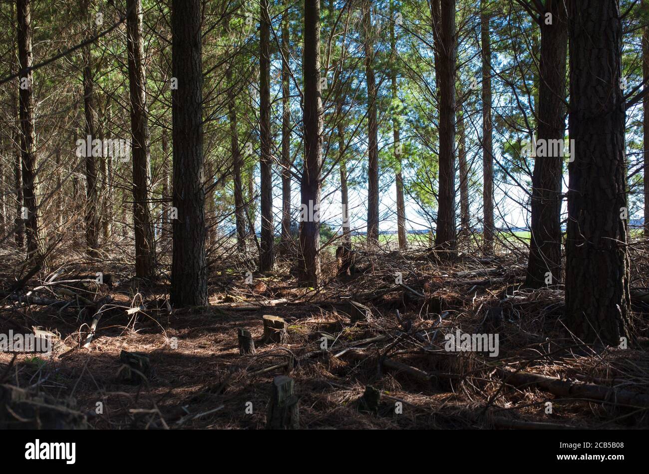 New Zealand Countryside Scenes Pine Plantations (Pinus radiata Stock
