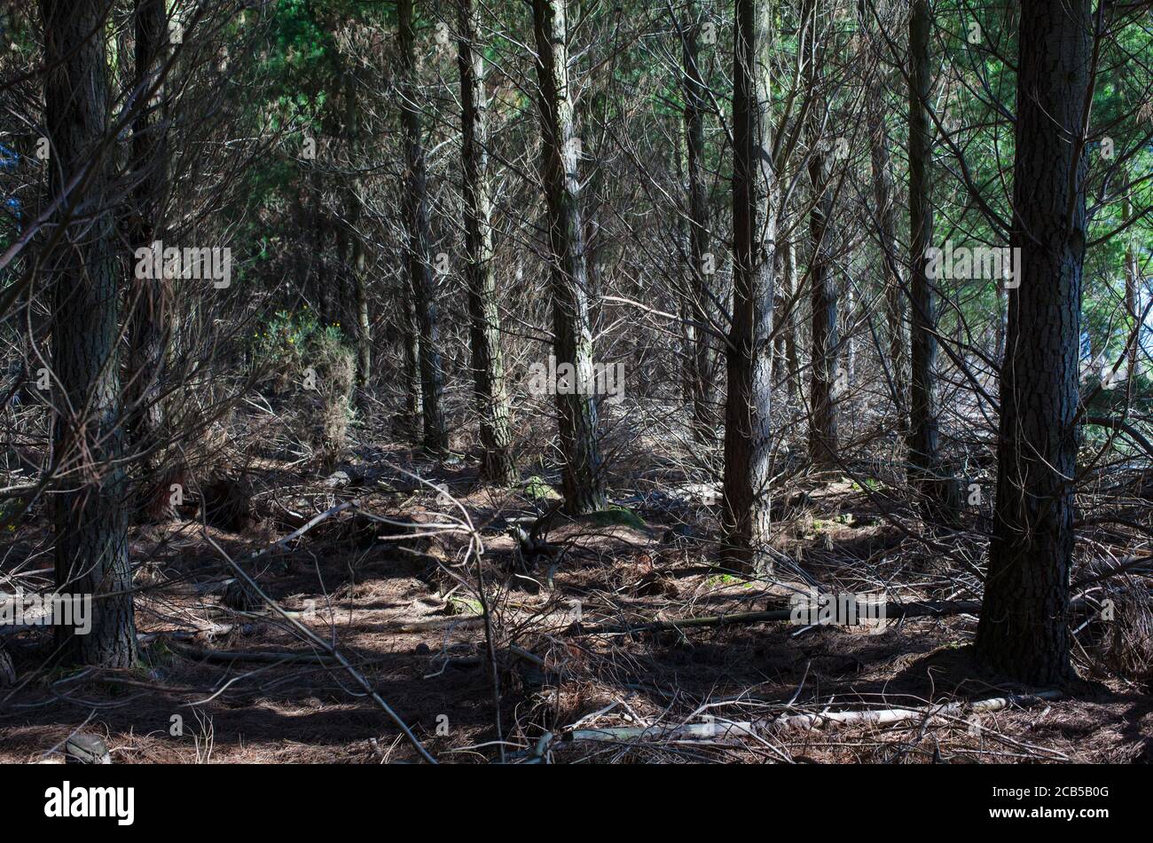 New Zealand Countryside Scenes: Pine Plantations (Pinus radiata Stock ...