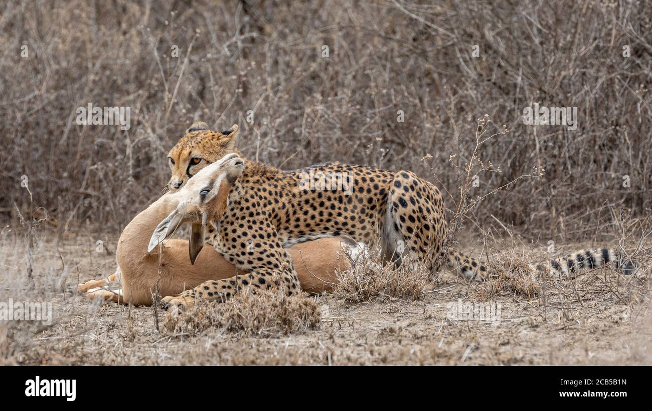 Adult cheetah lying down with prey in Ndutu Tanzania Stock Photo