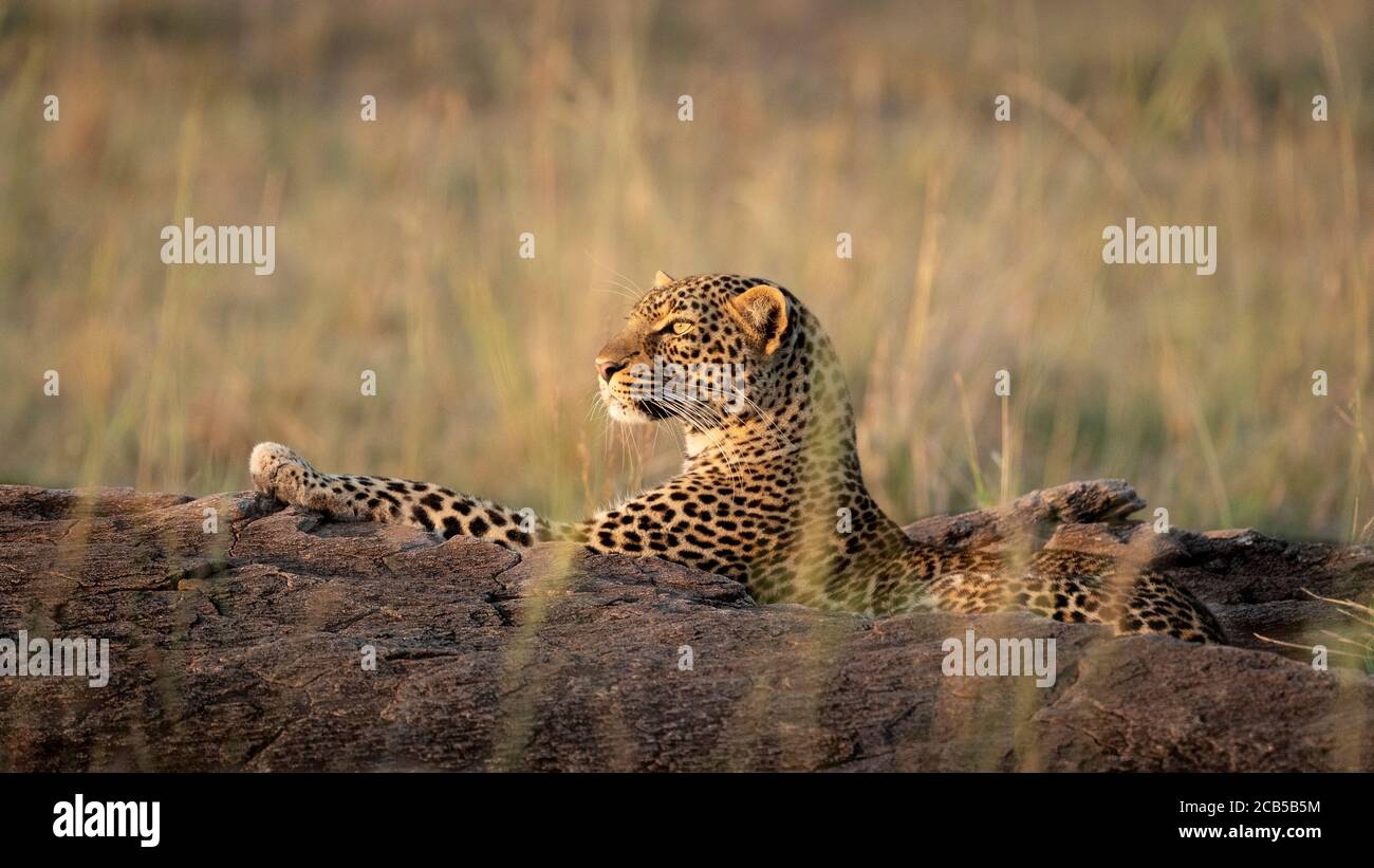 Adult leopard resting on a large rock in golden afternoon light in Masai Mara Kenya Stock Photo
