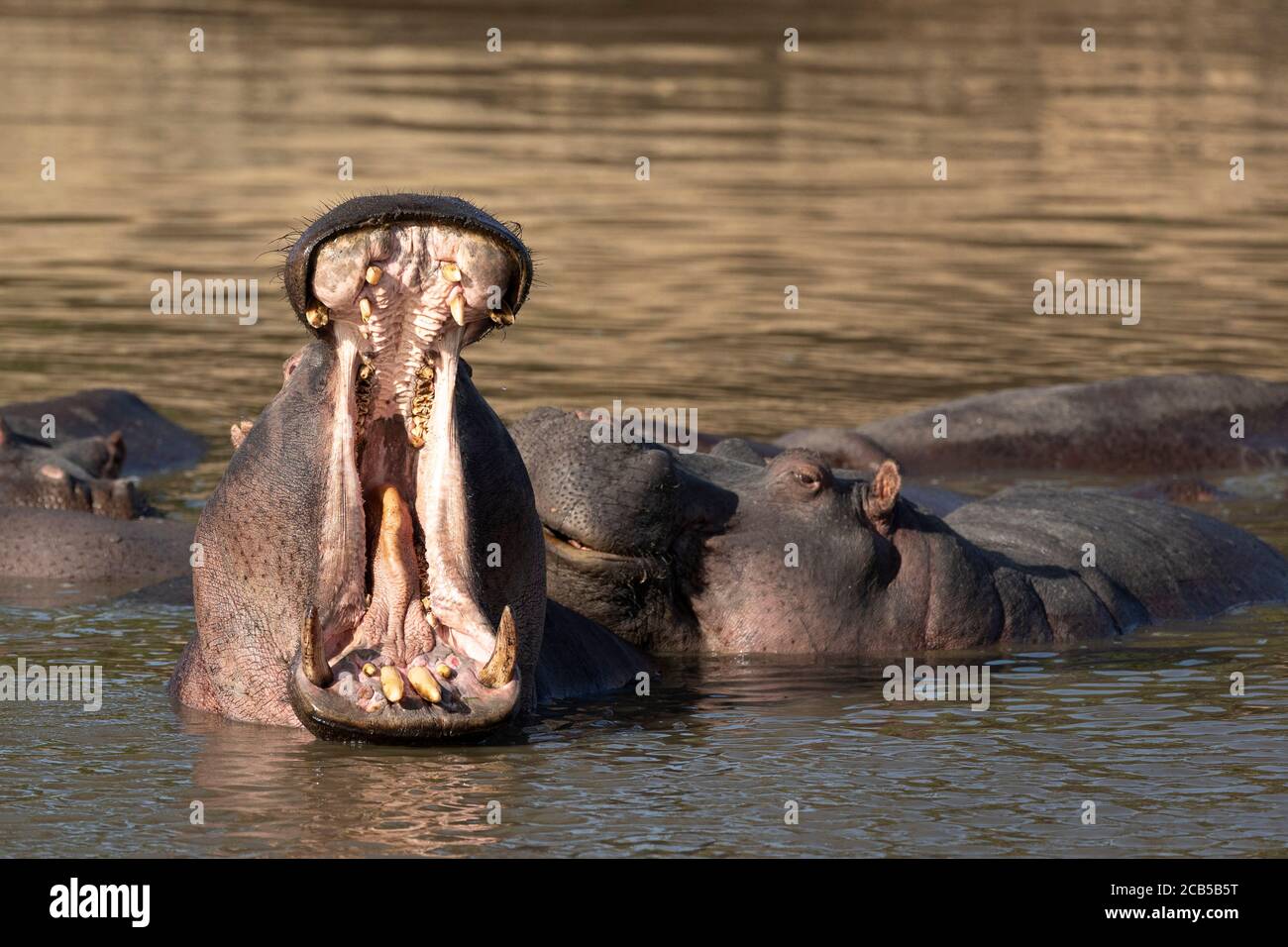 Pod of hippo with one adult hippo yawning in yellow afternoon light in Masai Mara Kenya Stock Photo