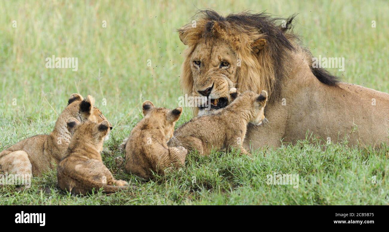 Male lion father and cubs in Serengeti National Park Tanzania Stock Photo