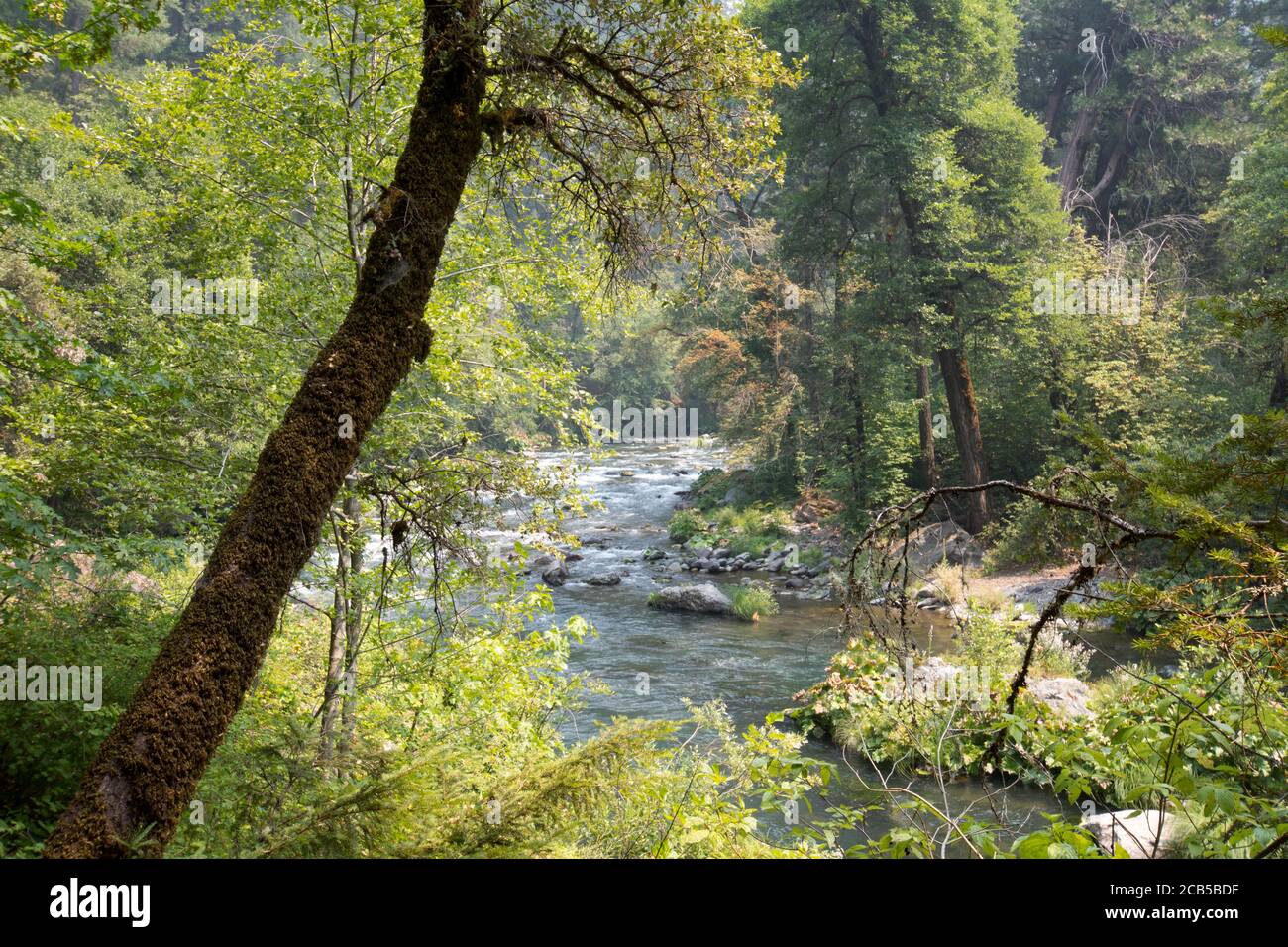 Forest view of river flowing below tall trees and green bushes Stock Photo