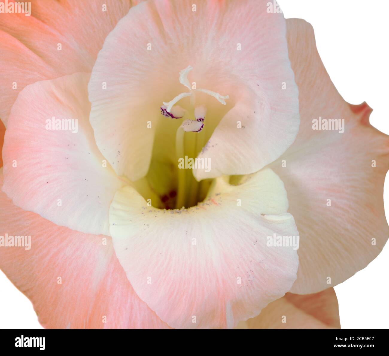 Close-up of a flower on a stem of beautiful gladioli on a white background Stock Photo