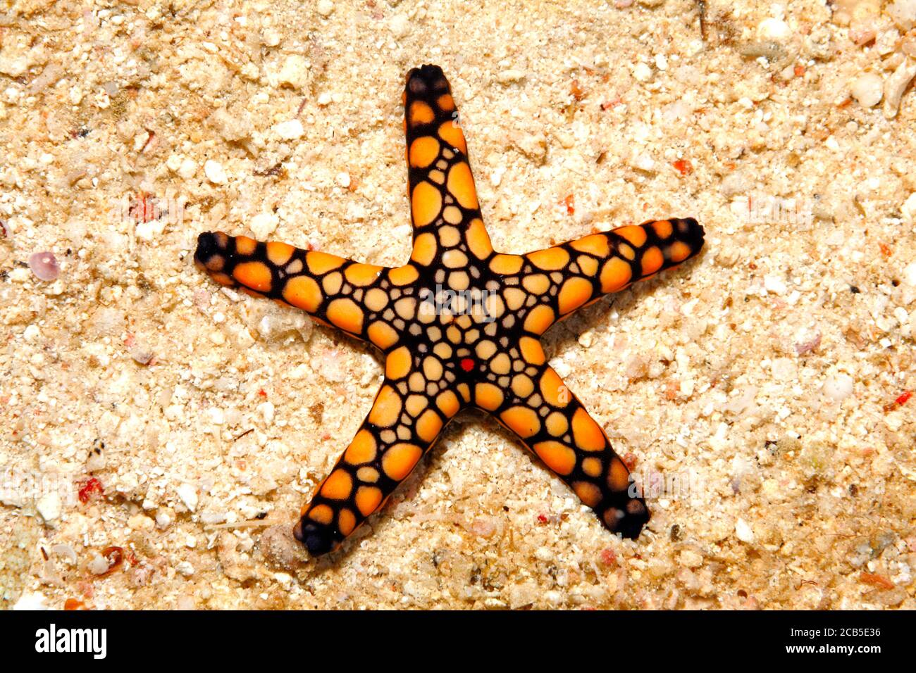 Starfish or Sea Star, Fromia sp. Appears to be an undescribed species. Uepi, Solomon Islands. Solomon Sea, Pacific Ocean Stock Photo