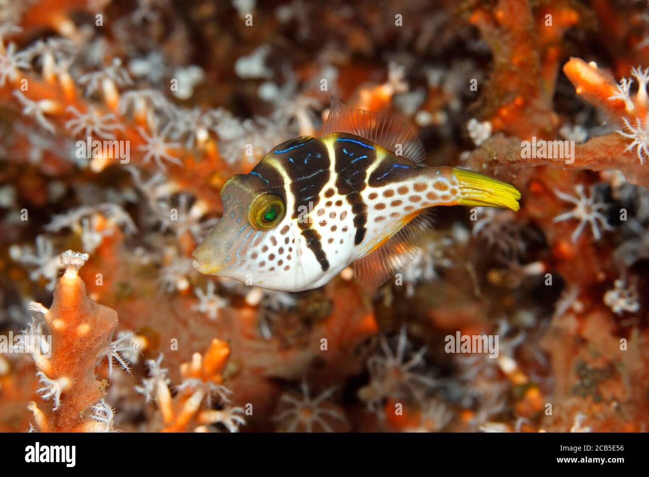 Valentine's Sharpnosed Puffer, also known as a Blacksaddle Toby, Valentine's Pufferfish, and Valentine's Puffer, Canthigaster valentini.Juvenile. Stock Photo