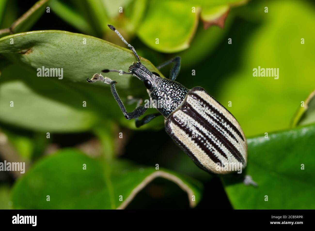Diaprepes Root Weevil crawling through lush foliage in Houston, TX. A destructive insect that can damage many types of crops, especially citrus. Stock Photo