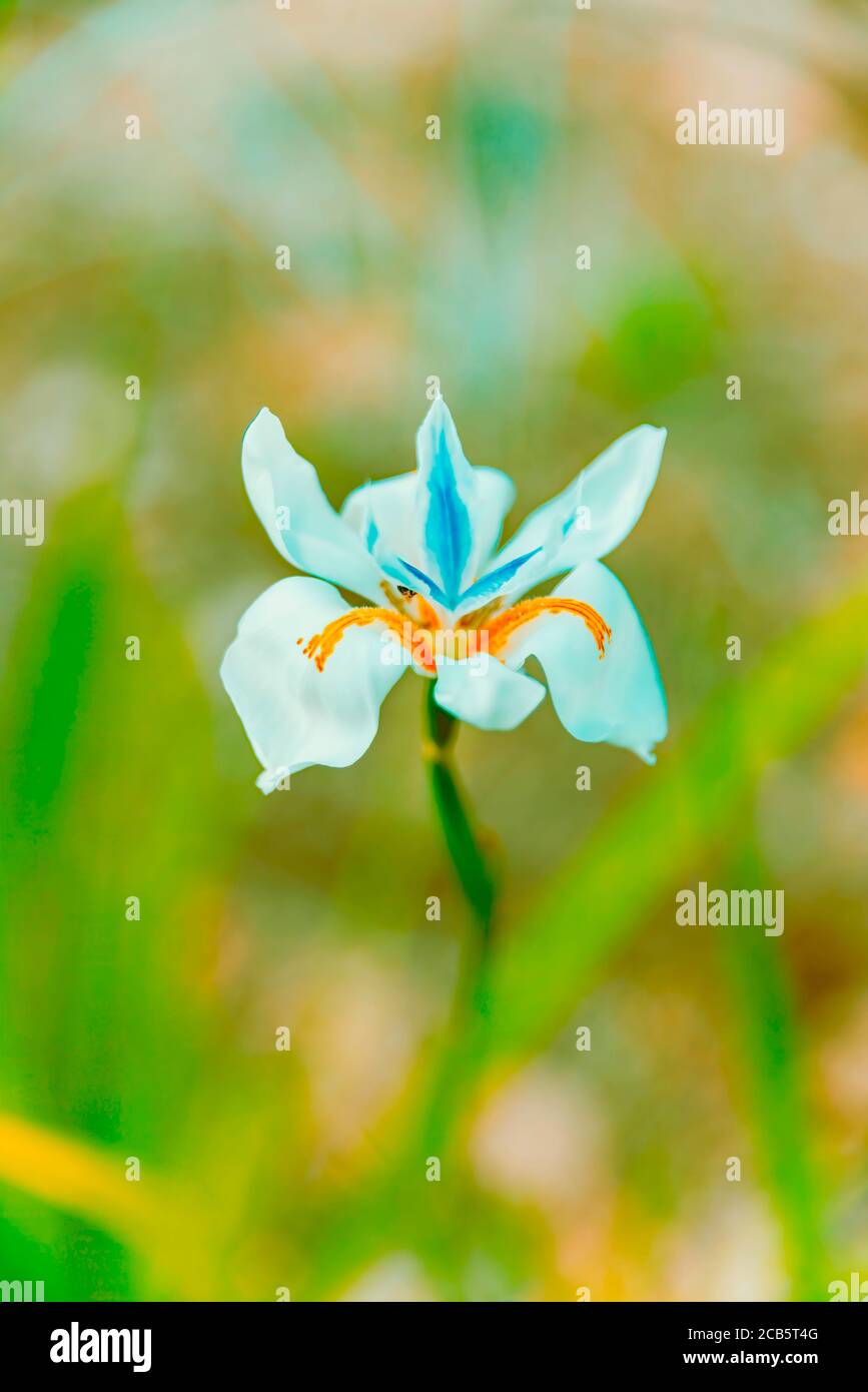 Beautiful wild flowers hi-res stock photography and images - Alamy