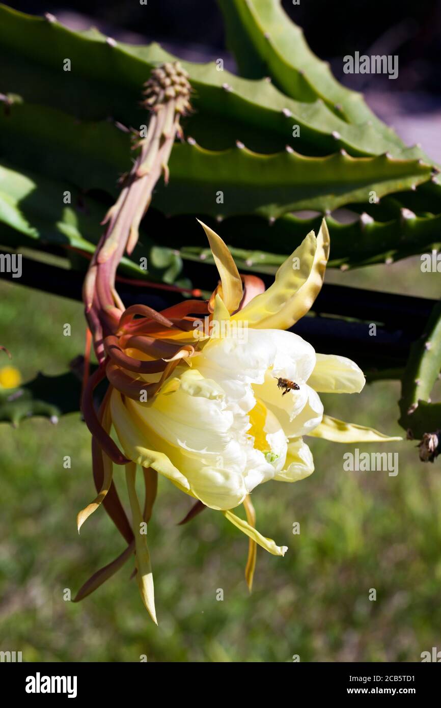 Yellow Dragon Fruit (Hylocereus megalanthus). Flower with bee showing embryonic fruit ovary. June 2011. Murwillumbah. New South Wales. Australia. Stock Photo