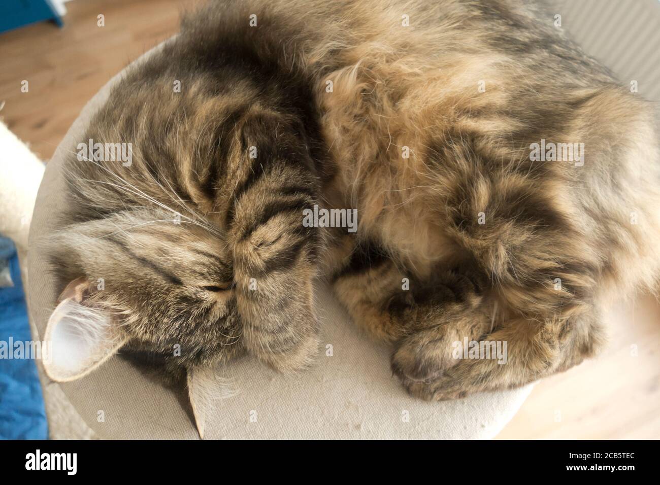 European shorthair  cat sleeping Stock Photo