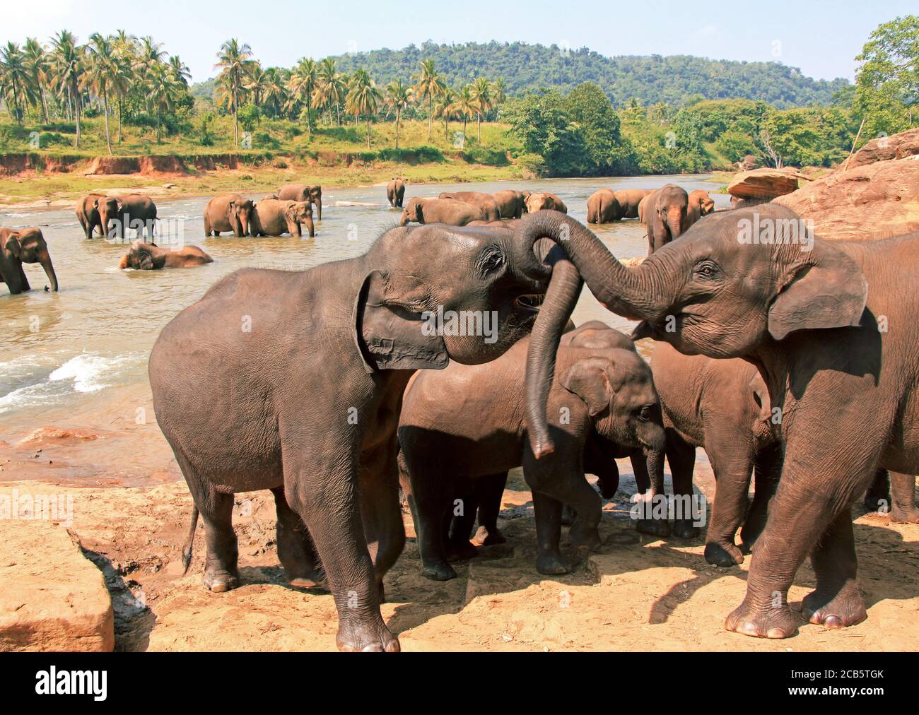 Sri lanka family funny hi-res stock photography and images - Alamy