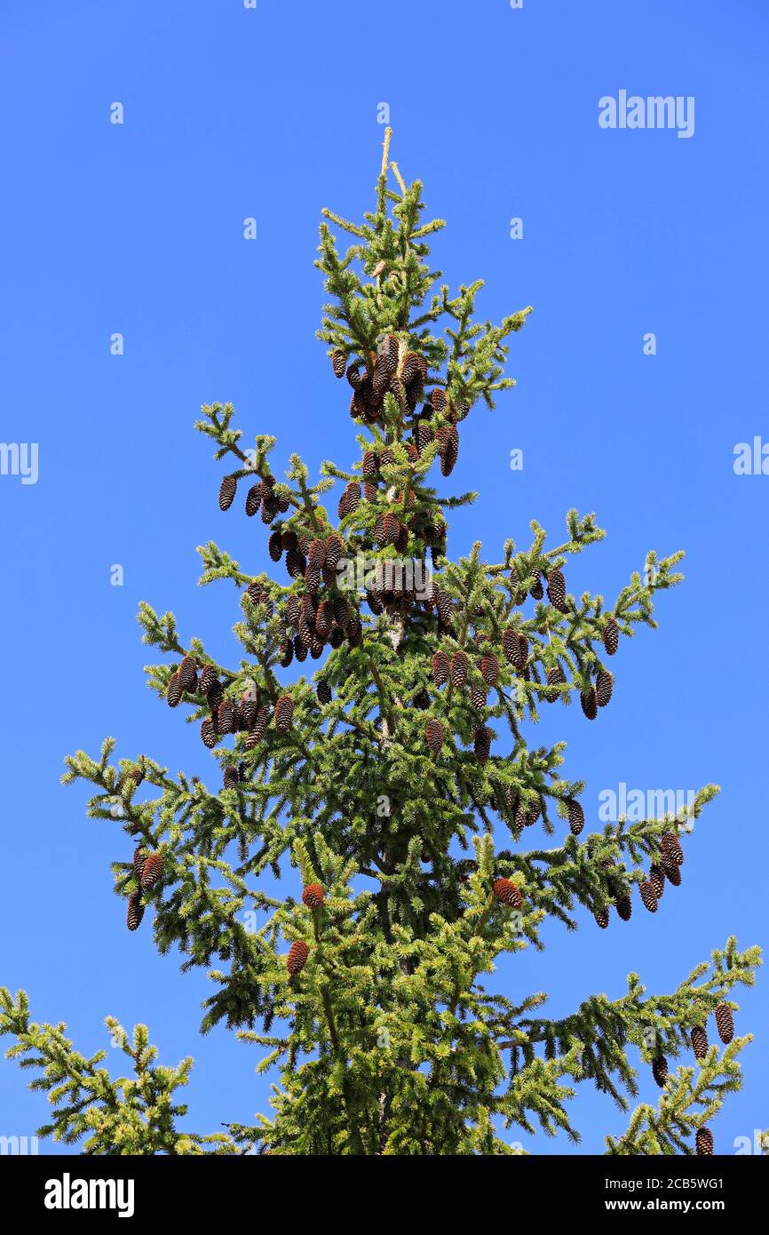 Spruce tree top, Picea, with lots of cones against blue sky in late summer. Stock Photo
