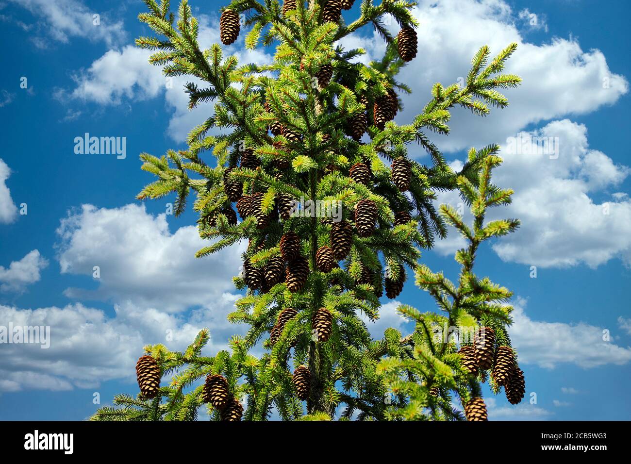 Spruce tree top, Picea, with lots of cones against blue sky with clouds. Stock Photo