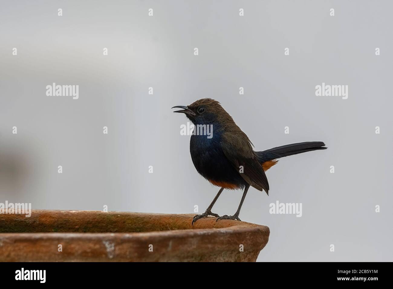 Male Indian robin (Copsychus fulicatus) close up. Stock Photo