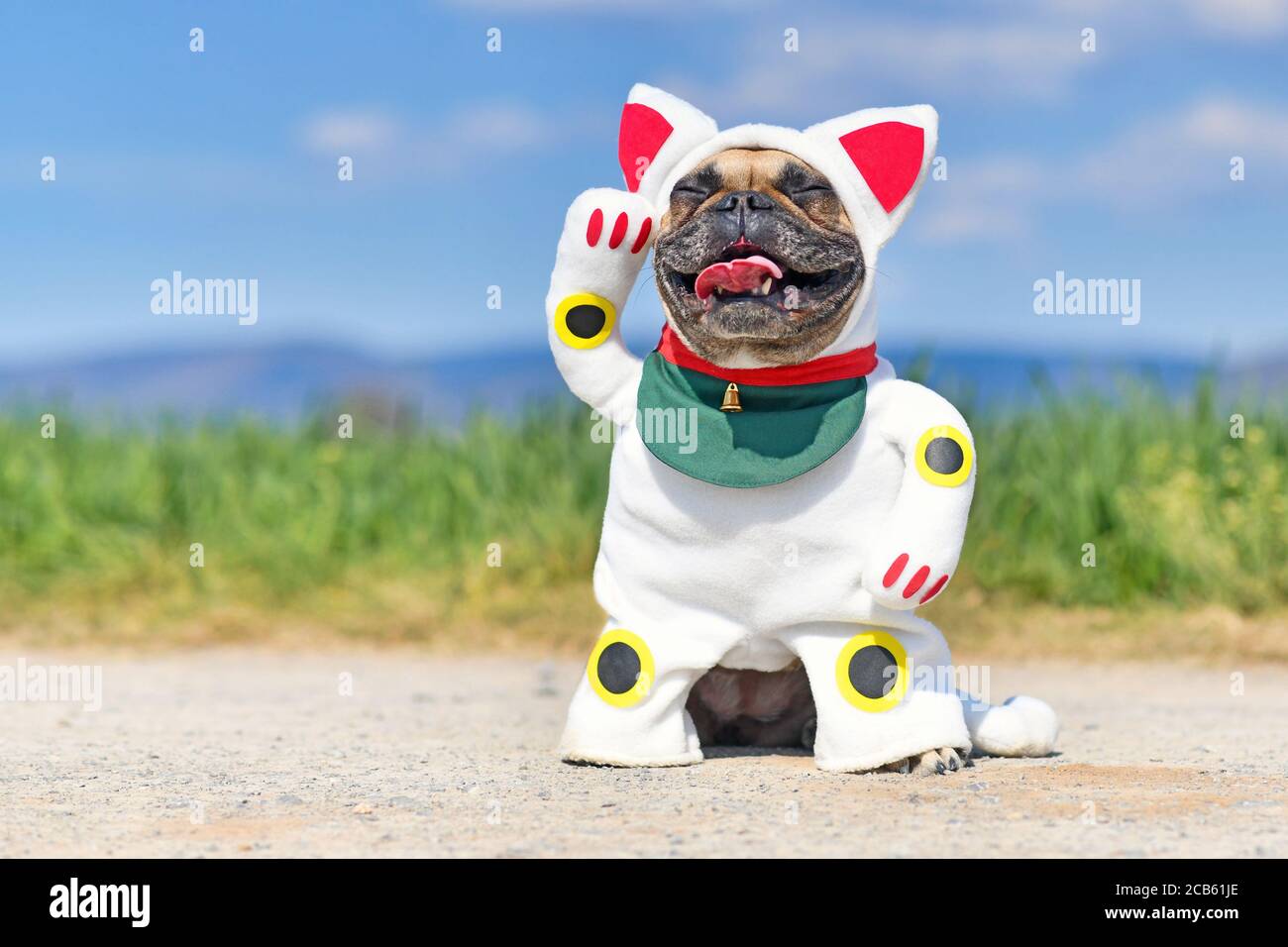 Happy smiling French Bulldog dog dressed up with traditional Japanese  'Maneki Neko' winking lucky cat Halloween costume with raise fake arm Stock Photo