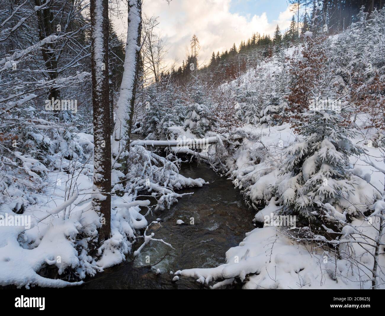 snow covered forest water stream creek with trees, branches and stones ...