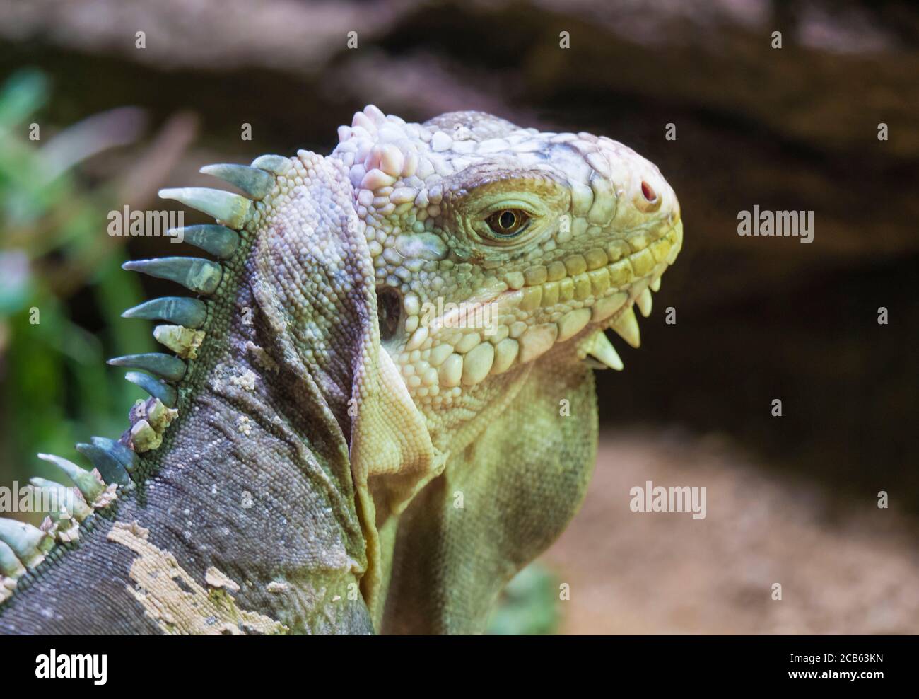 Close up portrait of a lesser Antillean iguana. Igauana delicatissima is a large arboreal lizard endemic to the Lesser Antilles, critically endangered Stock Photo