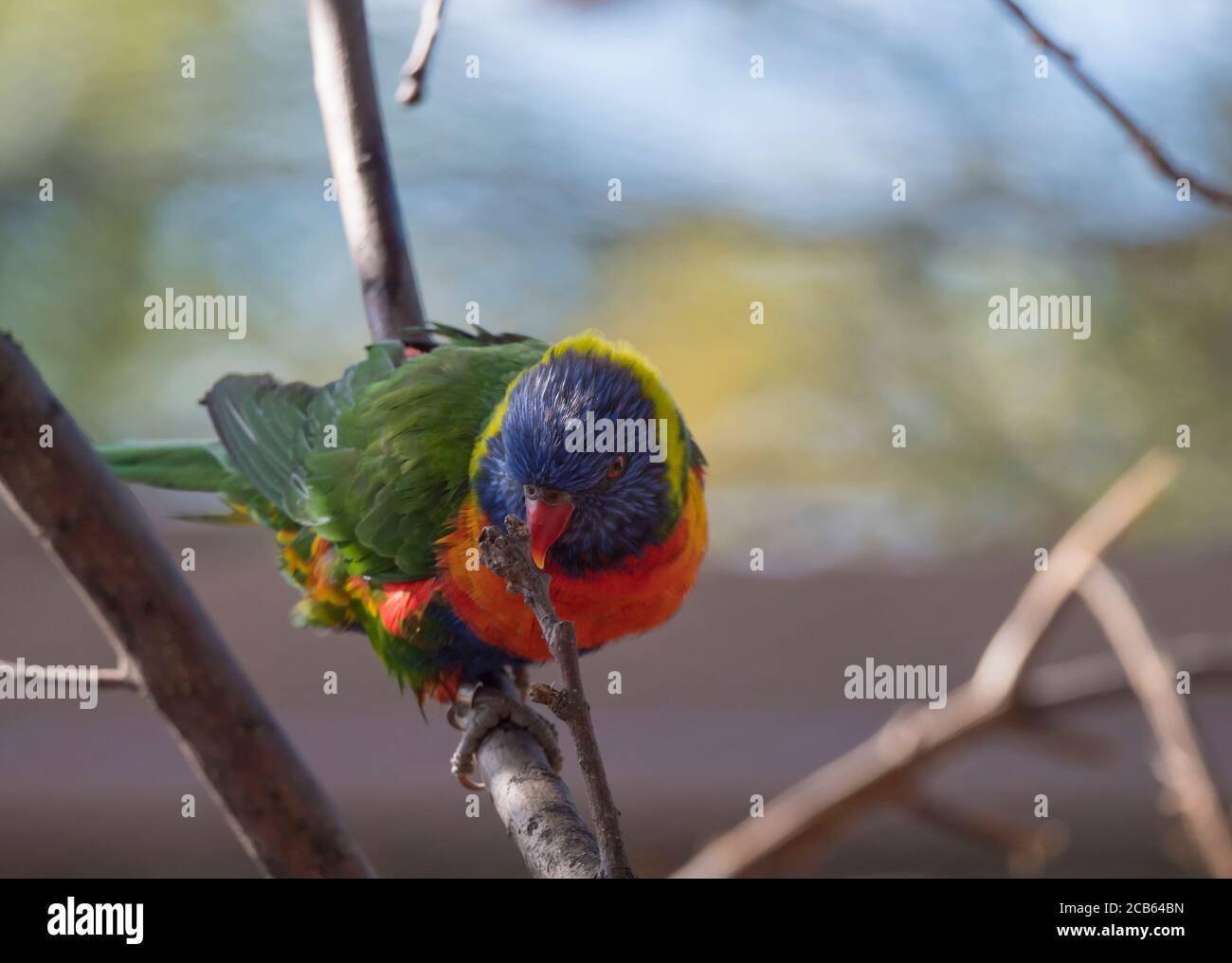Close up exotic colorful red blue green parrot Rainbow lorikeet, Trichoglossus moluccanus, sitting on the tree branch Stock Photo