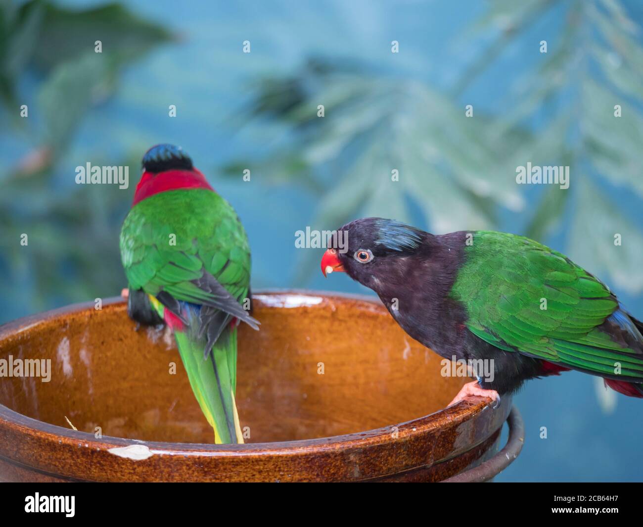 Close up exotic colorful red blue green yellow parrot Lorikeet Trichoglossus, sitting on the bowl with seeds Stock Photo