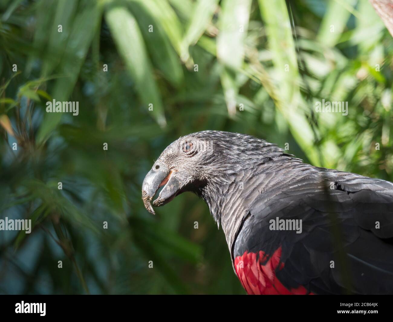 close up portrait of Pesquet parrot, Psittrichas fulgidus, rare bird from New Guinea. Red and black parrot head on green leaves bokeh background Stock Photo