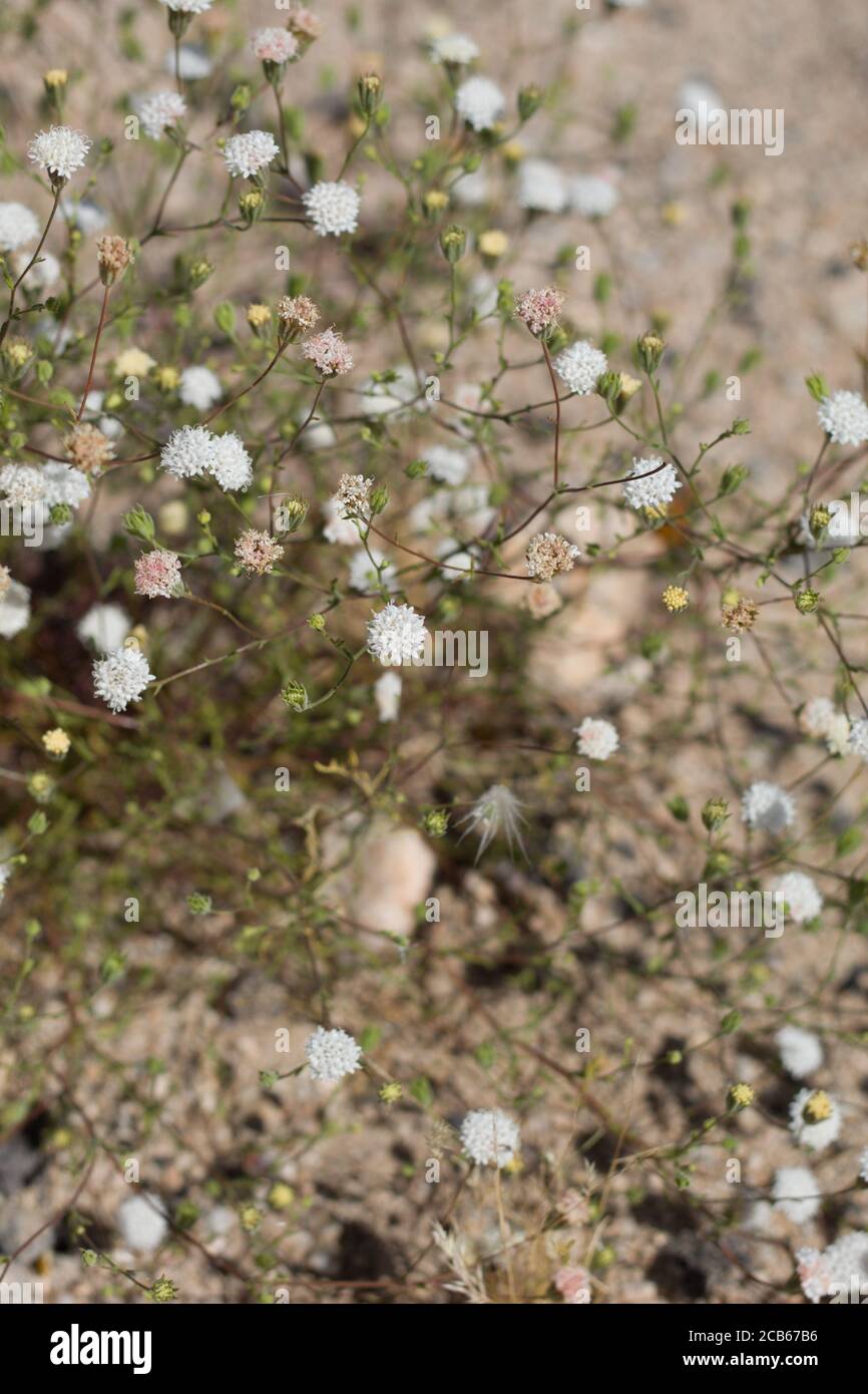 White inflorescences of Pebble Pincushion, Chaenactis Carphoclinia, Asteraceae, native annual, Twentynine Palms, Southern Mojave Desert, Springtime. Stock Photo