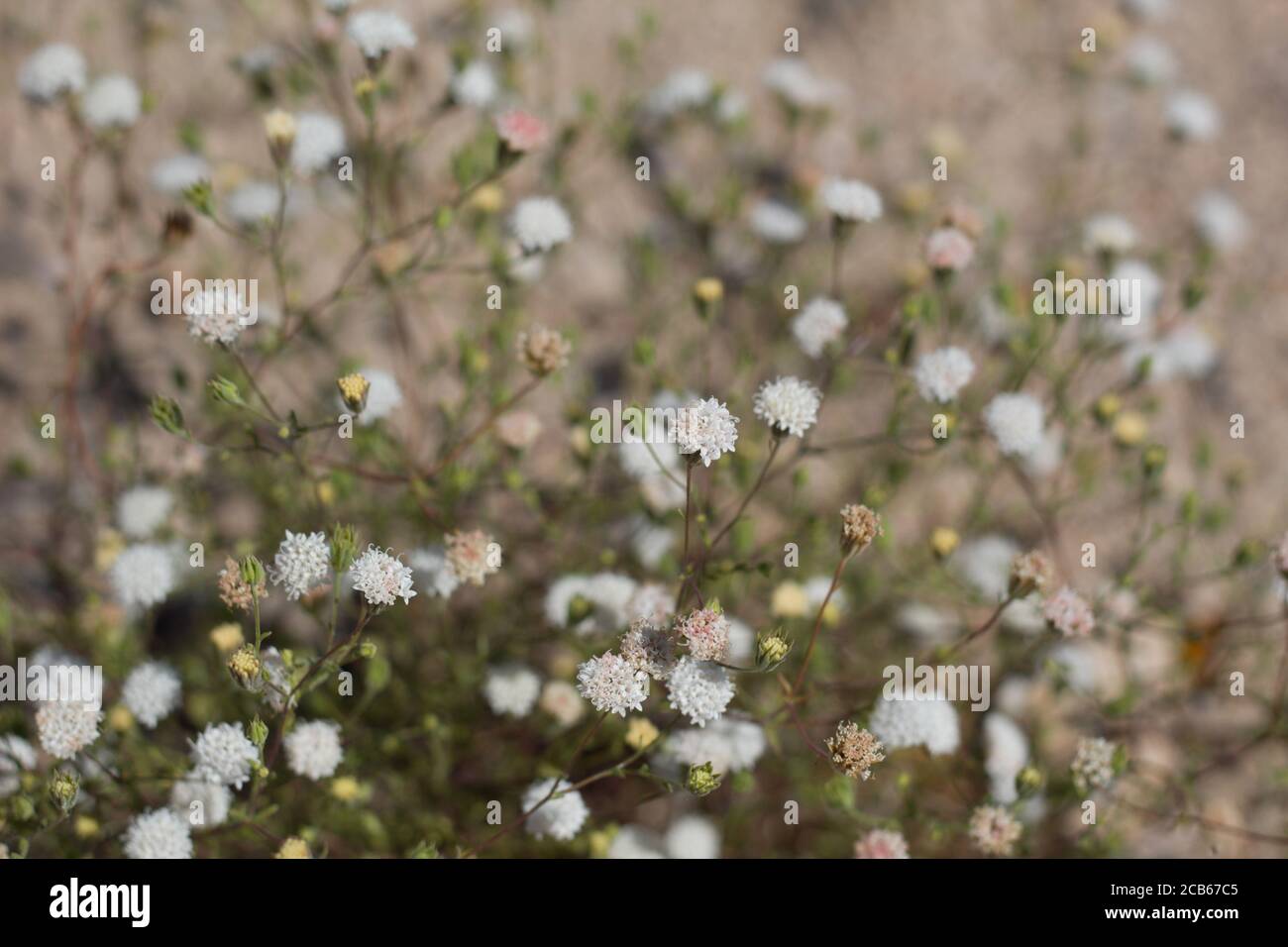 White inflorescences of Pebble Pincushion, Chaenactis Carphoclinia, Asteraceae, native annual, Twentynine Palms, Southern Mojave Desert, Springtime. Stock Photo