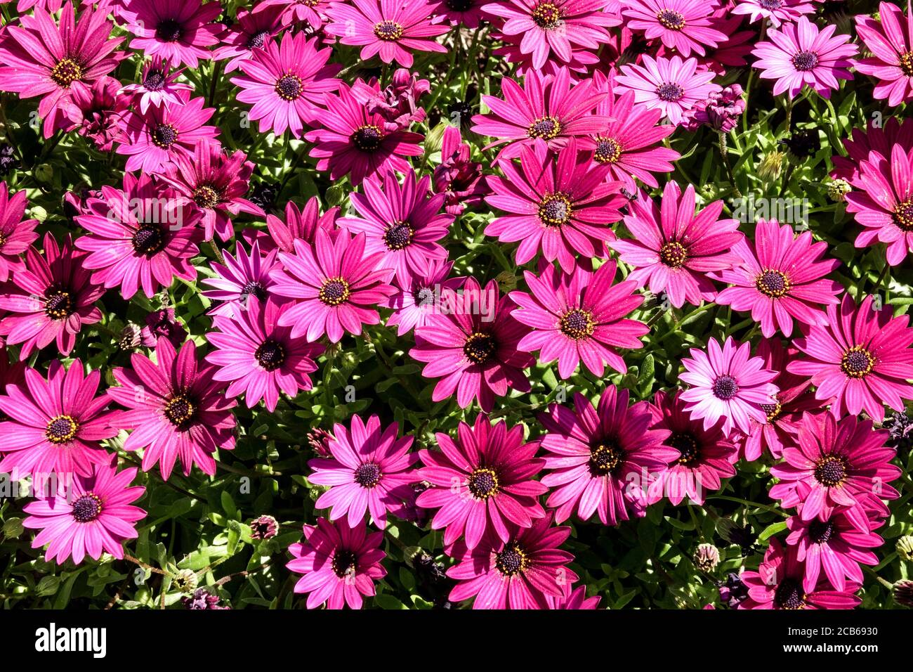 African Daisy Arctotis acaulis 'Big Magenta' Stock Photo