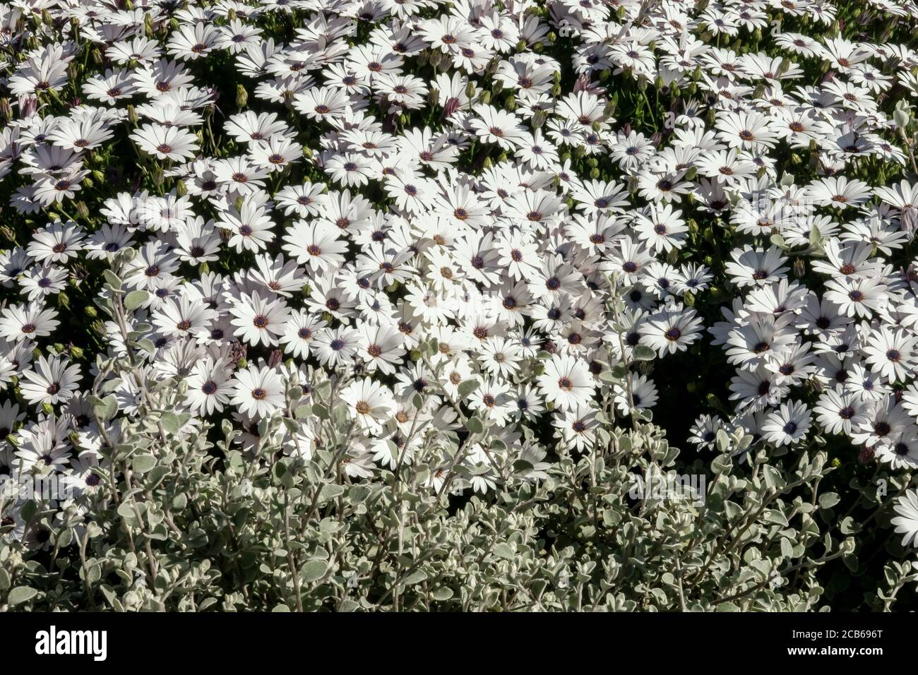 White African daisy Arctotis acaulis white hybrids Osteospermum Stock Photo