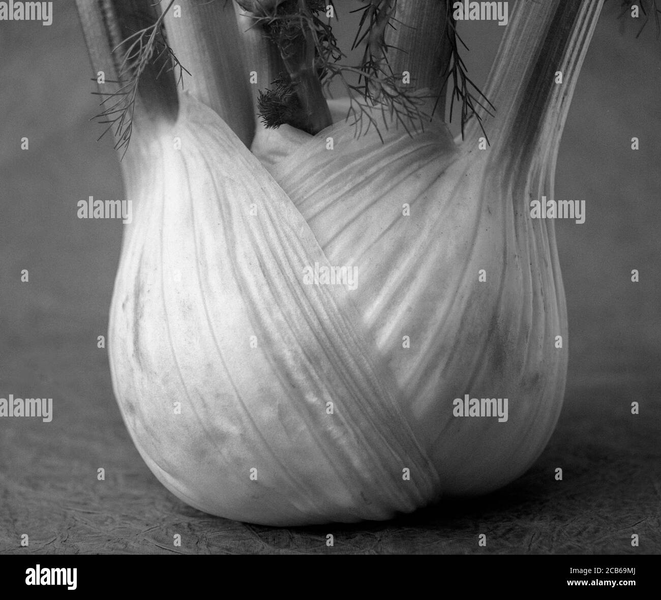 A fennel bulb in close up Stock Photo