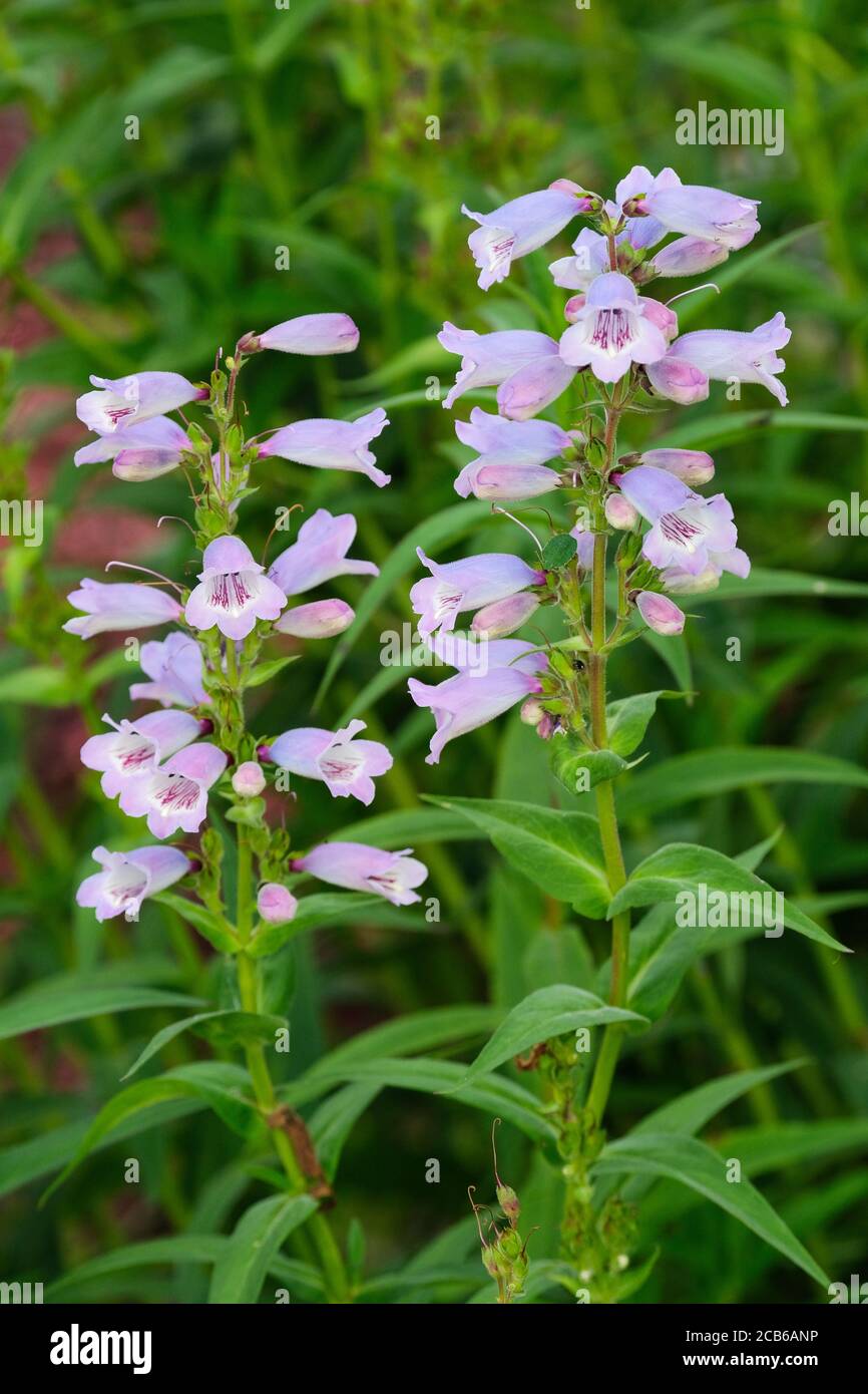 Tubular bellshaped flowers of Penstemon 'Stapleford Gem' · Synonym