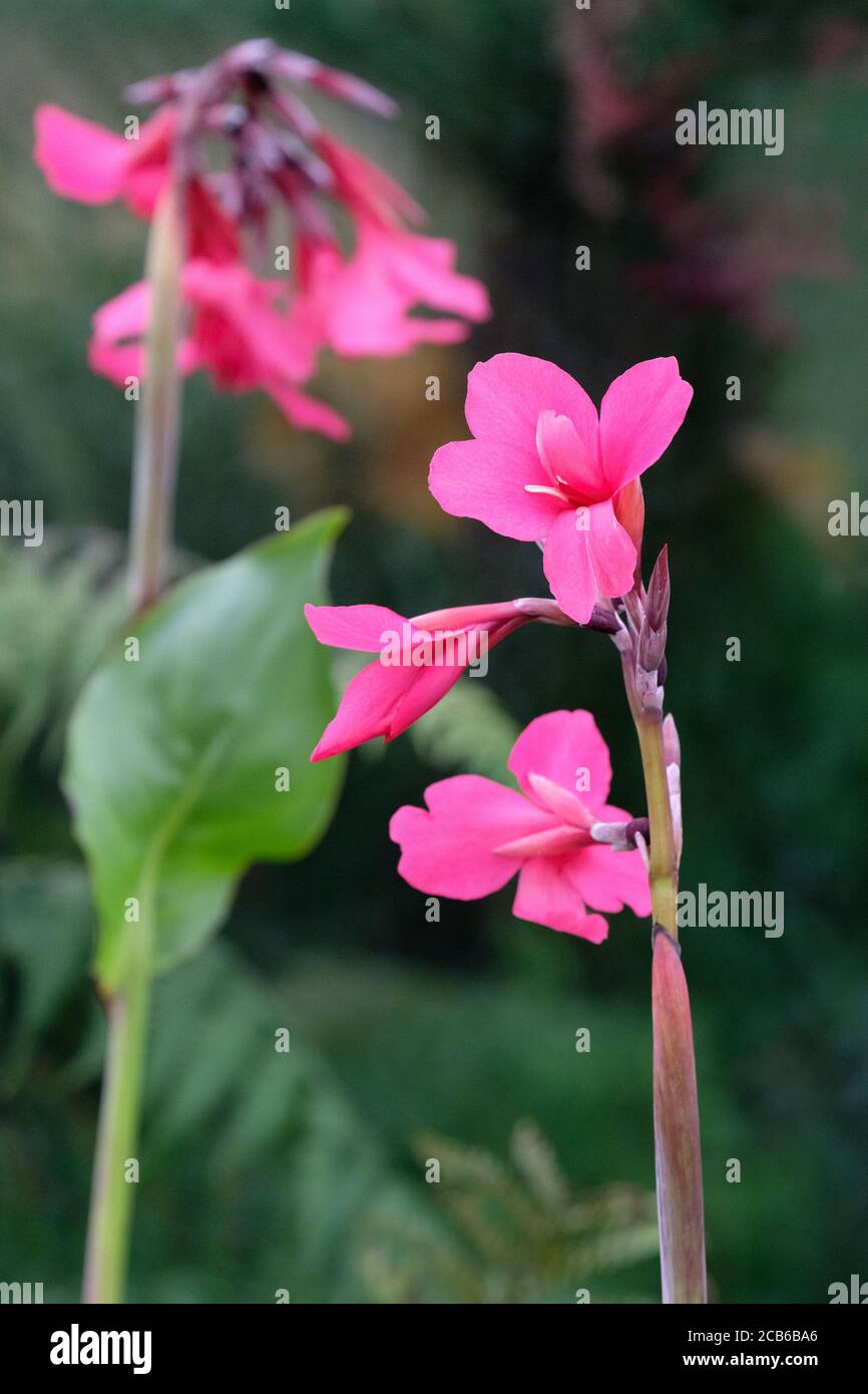 Canna × ehemanii Ehemann's canna. Indian shot plant. Deep pink canna flowers Stock Photo